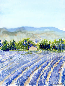  Lavender Fields at Lavensole