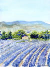 Print of Lavender Fields at Valensole