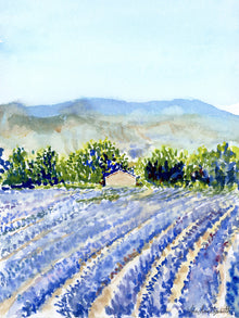  Print of Lavender Fields at Valensole